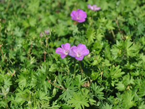 Vivers Càrex - Geranium sanguineum 